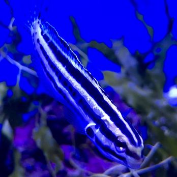 Mansfield Aquatics - Pet Stores Near Me - Mansfield, NTT