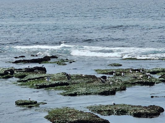 Children's Pool La Jolla by null