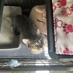 PawsCo - The cat the lady promised to my mom. Named Nolan apparently