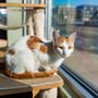Photo of Happy Cat Cafe