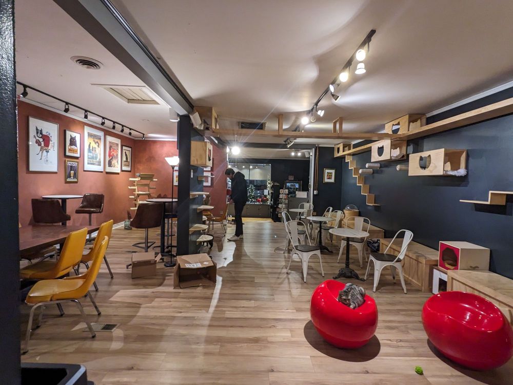 DENVER CAT COMPANY Updated October 2024 545 Photos & 243 Reviews