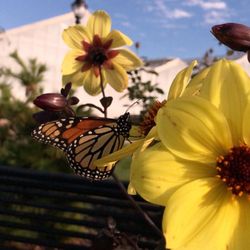 Kansas State University Gardens