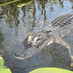 Gator Gator