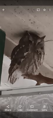 Ohio Bird Sanctuary by null