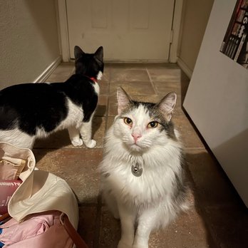 Austin Humane Society - Animal Shelters Near Me - Austin, Texas