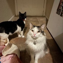Austin Humane Society