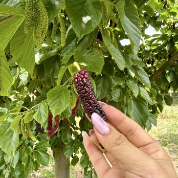 Very Mulberry - Pick Your Own Farms Near Me - Brentwood, California Very Mulberry - Pick Your Own Farms Near Me - Brentwood, California