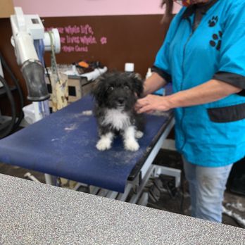 A Shear Pleasure Pet Salon - Before - Pet Groomers Near Me - Torrance, California A Shear Pleasure Pet Salon - Before - Pet Groomers Near Me - Torrance, California