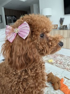 Animal Crackers by null