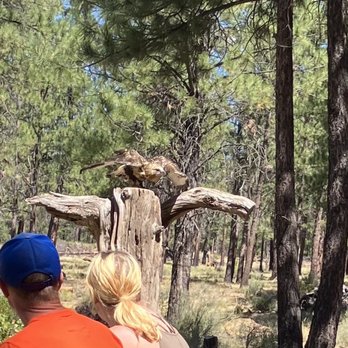High Desert Museum - maybe the Rough Legged Hawk - Museums Near Me - Bend, Oregon
