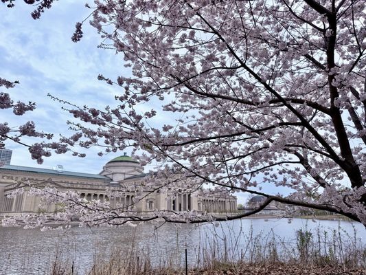 Jackson Park by null