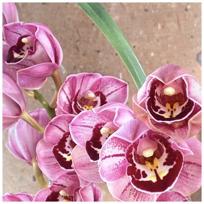 Vallarta Botanical Gardens AC by null