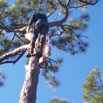 Bargain Stump and Tree Removal - Tree Services Near Me - Stuart, Florida Bargain Stump and Tree Removal - Tree Services Near Me - Stuart, Florida