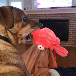 Happy Hound Dog Resorts