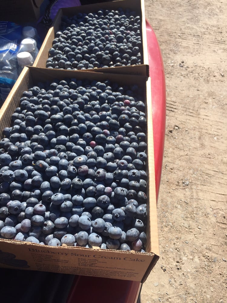 BLUEBERRY ACRES Updated October 2024 1225 Middle Dyke Rd