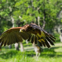 Mariposa – She is a 2003 Female Sonoran Harris Hawk Mariposa – She is a 2003 Female Sonoran Harris Hawk