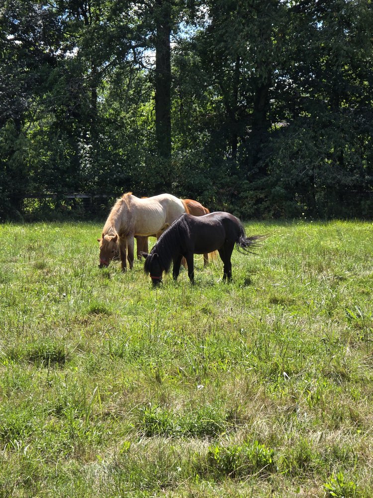 PONY TALES FARM - equestrian in Columbia Station, OH