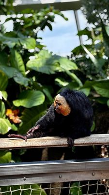 Moody Gardens Attractions Theme Park by null