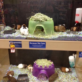 PetSmart - Guinea pigs - Pet Training Near Me - Savannah, Georgia