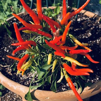 Hollis Country Kitchen - a pot of chili peppers - Breakfast & Brunch Near Me - Hollis, New Hampshire Hollis Country Kitchen - a pot of chili peppers - Breakfast & Brunch Near Me - Hollis, New Hampshire