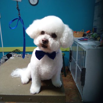 Furtastic Grooming - Pet Groomers Near Me - Albuquerque, New Mexico