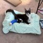 Well Pets Veterinary Clinic