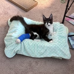 Well Pets Veterinary Clinic - Chilling after his appointment and splint application