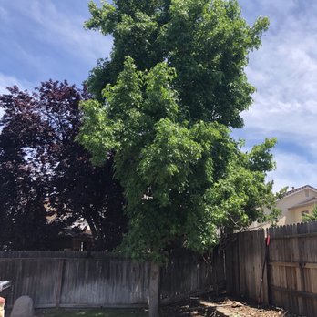 EG Tree Service - The tree we had removed. 50 ft liquid amber. - Tree Services Near Me EG Tree Service - The tree we had removed. 50 ft liquid amber. - Tree Services Near Me