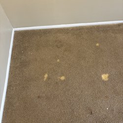 South Texas Carpet Specialist - Spot dyeing
