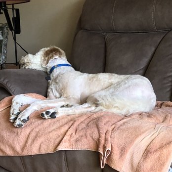 Dog Krazy - Pet Groomers Near Me - Leesburg, Virginia Dog Krazy - Pet Groomers Near Me - Leesburg, Virginia