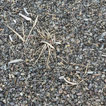 TFP Landscaping - Desert plant that died after a month. - Landscaping Near Me TFP Landscaping - Desert plant that died after a month. - Landscaping Near Me