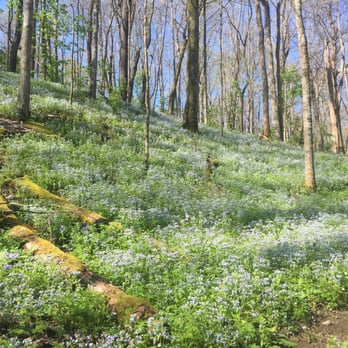 Raven Run Nature Sanctuary - The pretty blooming flowers - Hiking Near Me - Lexington, Kentucky Raven Run Nature Sanctuary - The pretty blooming flowers - Hiking Near Me - Lexington, Kentucky