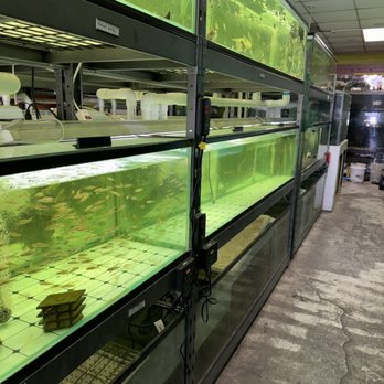Van Star Aquarium - Local Fish Stores Near Me - San Gabriel, California Van Star Aquarium - Local Fish Stores Near Me - San Gabriel, California