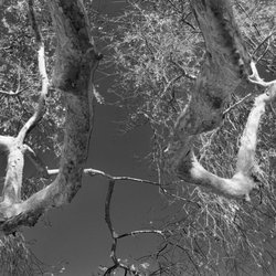 Lunada Bay Park - 2-23, tree