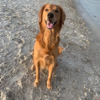 Davis Island Dog Beach - Dog Parks Near Me - Tampa, Florida Davis Island Dog Beach - Dog Parks Near Me - Tampa, Florida