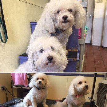 The Animal Inn - Before and after: grooming - Pet Groomers Near Me - Carlisle, Pennsylvania The Animal Inn - Before and after: grooming - Pet Groomers Near Me - Carlisle, Pennsylvania