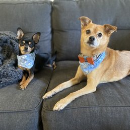 Beans and Cody, fresh from seeing Angie! Beans and Cody, fresh from seeing Angie!