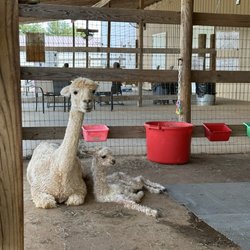 Carolina Sunshine Alpaca Farm - Mom and baby