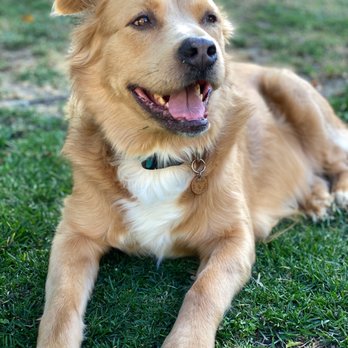 Top Dog Grooming - Scout - Pet Groomers Near Me - Northridge, California