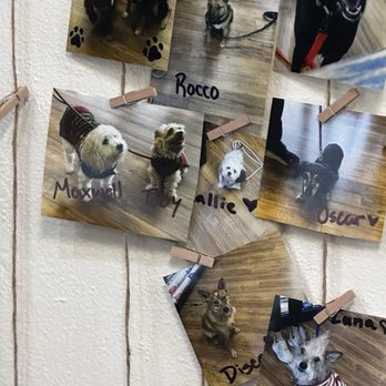 DogGonit - Our pups made the wall! - Pet Stores Near Me - Cloverdale, California DogGonit - Our pups made the wall! - Pet Stores Near Me - Cloverdale, California