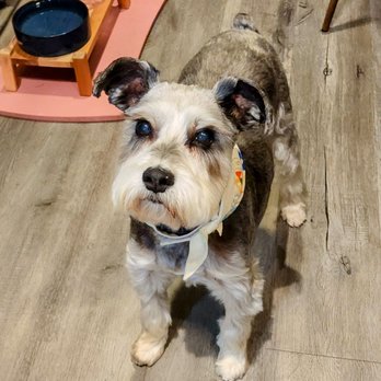 The Original Doggie Glam Mobile Pet Grooming - Schnauzer summer groom - Pet Groomers Near Me The Original Doggie Glam Mobile Pet Grooming - Schnauzer summer groom - Pet Groomers Near Me