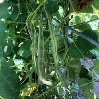 Reynolda Gardens - Beans ! - Colleges & Universities Near Me - Winston-Salem, North Carolina Reynolda Gardens - Beans ! - Colleges & Universities Near Me - Winston-Salem, North Carolina