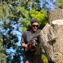 Rigo's Tree Service