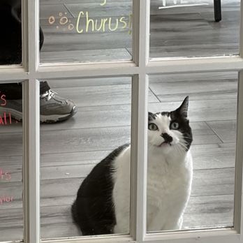 Bajah's Cat Cafe - Cat wants to see the outside! - Cafes Near Me - Tiverton, Rhode Island