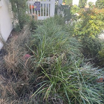 David Bahena Yard, Tree, and Home Services - Before - Landscaping Near Me David Bahena Yard, Tree, and Home Services - Before - Landscaping Near Me