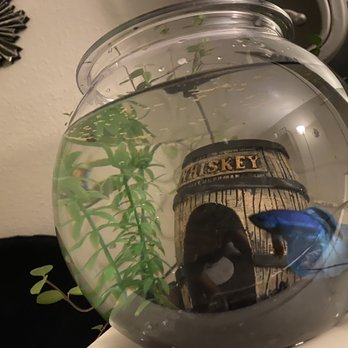 PetSmart - Half Moon Male Betta - Pet Stores Near Me - Houston, Texas