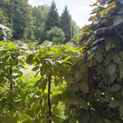 Zum Wiesengrund - Terrassen Sitzplatz mit Blick zum Parkplatz