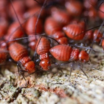 Pest Management Services - Pest Control Near Me - Riverdale, Illinois Pest Management Services - Pest Control Near Me - Riverdale, Illinois