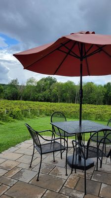 Shelburne Vineyard by null