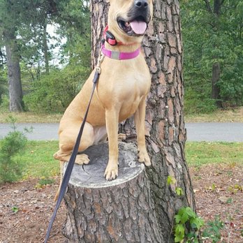 Off Leash K9 Training Maryland - A new Moose - Pet Training Near Me - Jessup, Maryland Off Leash K9 Training Maryland - A new Moose - Pet Training Near Me - Jessup, Maryland